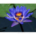 Purple Water Lily Seeds Lotus Seeds For Growing